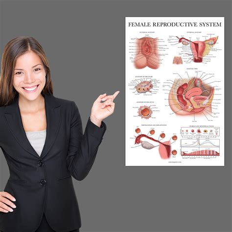 Buy Laminated Female Reproductive System Anatomical Chart - Female Anatomy Poster - 18" x 27 ...