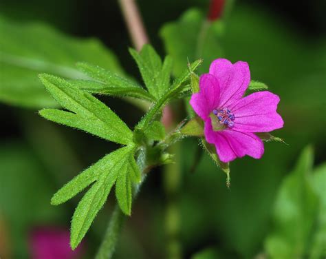 File:Geranium February 2008-1.jpg - Wikimedia Commons