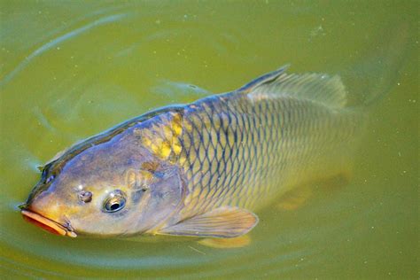 Carp Fishing for fight and flavor: appreciating carp fishing