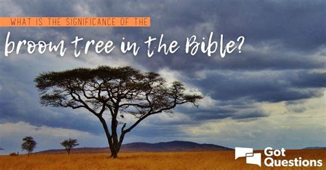 What is the significance of the broom tree in the Bible? | GotQuestions.org