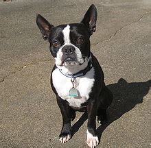 Boston Terrier - Wikipedia