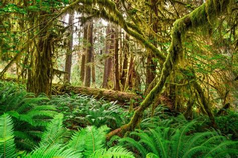 Premium Photo | Hall of mosses in the hoh rainforest of olympic national park