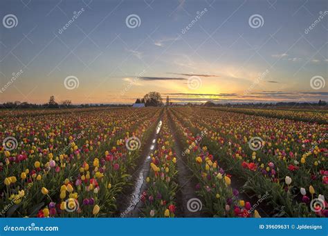 Tulip Field at Sunset stock image. Image of nature, flowers - 39609631