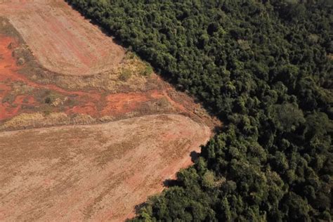 Deforestation in Brazil: how it started, causes and current scenario - World Stock Market