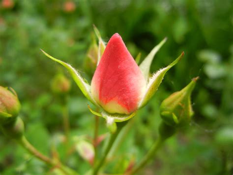 Red rose bud Rose Buds, Red Roses, Plants, Flowers, Photography, Photograph, Fotografie ...