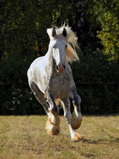 Haflinger Horse Breed Profile - Color, Temperament & Price - Helpful Horse Hints