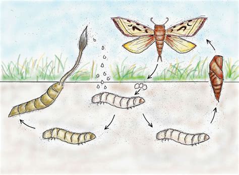 The life cycle of cordyceps Drawing: Ksenia Denisova, 2020 | Download Scientific Diagram