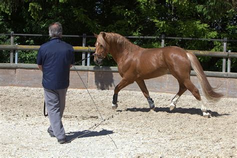 Horse training - Wikipedia