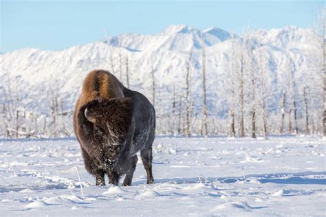 Biologists cite wolves, weather in decline of Alaska's wood bison herd ...