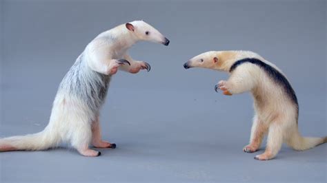 Two Adorable But Incredibly Defensive Tamanduas (Anteaters) Meet for ...