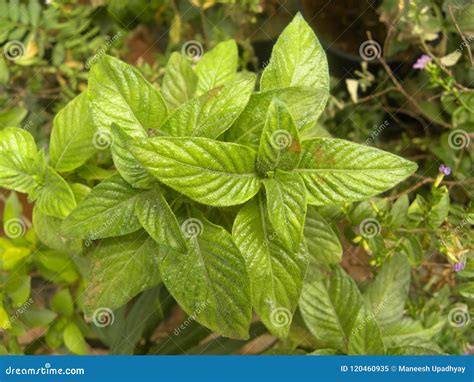 Green Color Leaves of Urticaceae Plant Stock Image - Image of natural, leaf: 120460935