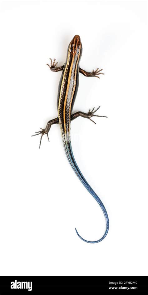 Japanese five-lined skink on White Background Stock Photo - Alamy