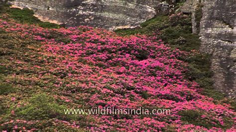 Rhododendron flowering shrubs light up the hillsides of north Sikkim - YouTube