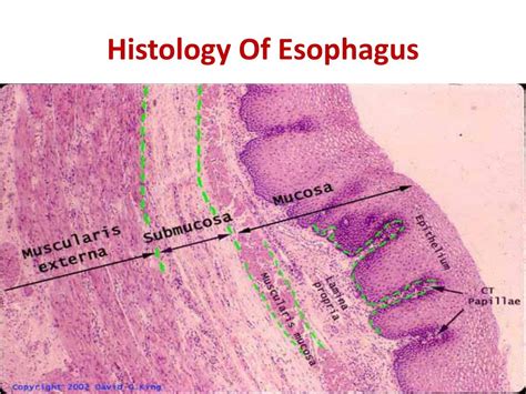 Distal Esophagus Histology