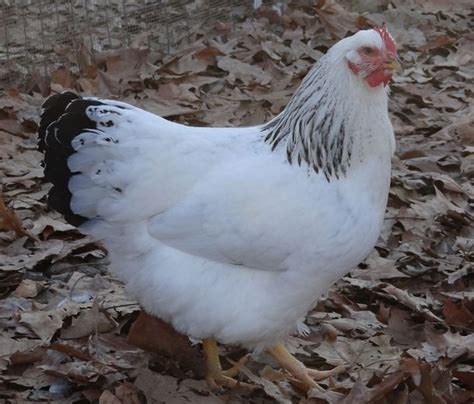 Delaware Chicken Breed | Delaware chickens, Homestead chickens, Chicken breeds