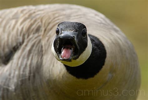 When a Goose Attacks - Animal & Insect Photos - Stranded in Kenmare