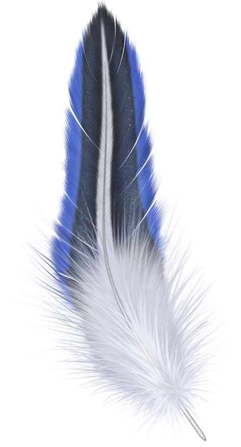 Feather PNG Transparent Images | PNG All