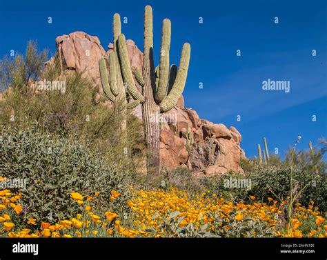 Sonoran desert and flowers hi-res stock photography and images - Alamy