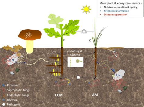 What Are Mycorrhizal Traits?: Trends In Ecology Evolution, 51% OFF