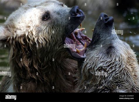 Syrian Brown Bears Stock Photo - Alamy