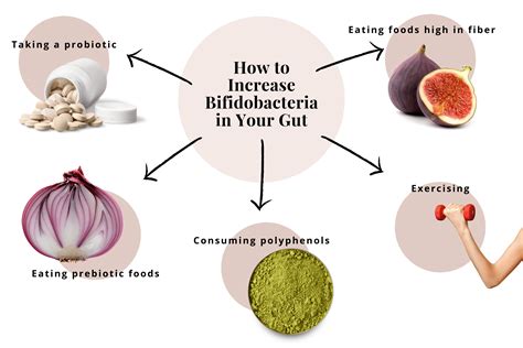 Bifidobacterium Longum-Benefits Of This Powerful Probiotic Bacteria ...