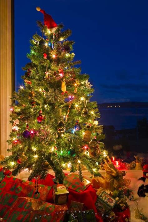 Traditional Christmas Tree | Photo, Information