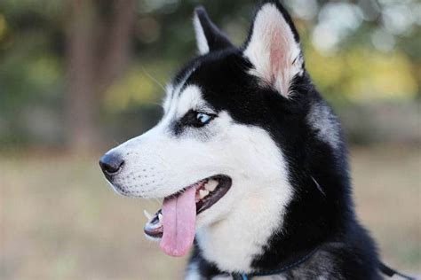 Husky Dog Names (175+ Great Names for Your Husky)