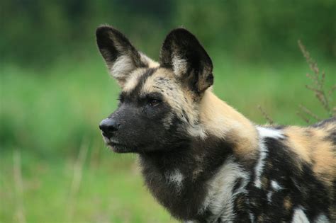 African Wild Dog - Animals Photo (13127775) - Fanpop