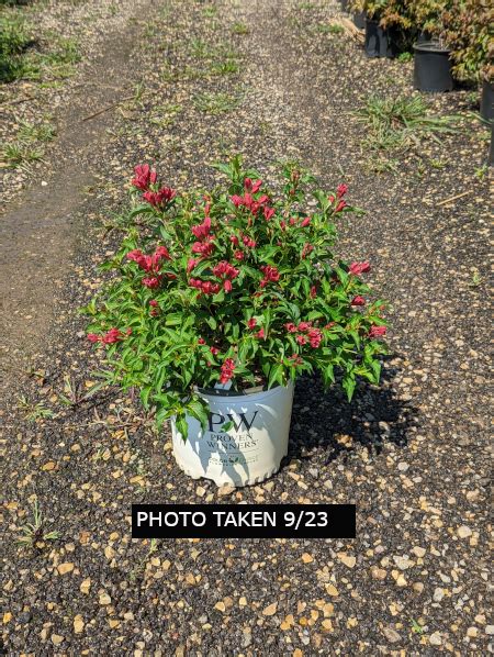 Sonic Bloom® Red Weigela - Plant Inventory | Goodmark Nurseries