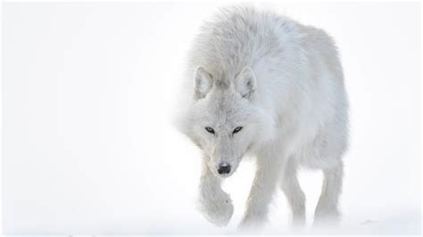 Photographer Captures Stunning Arctic Wildlife