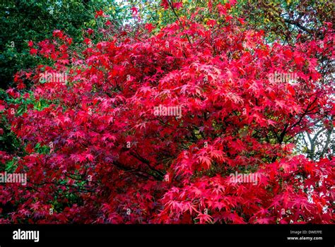 Acer Palmatum leaves in Autumn Stock Photo - Alamy