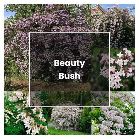 How to Grow Beauty Bush - Plant Care & Tips | NorwichGardener