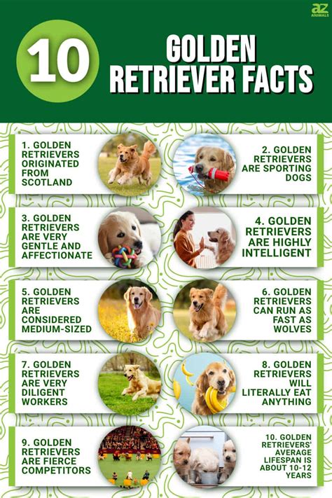 10 Essential Facts About Golden Retrievers - A-Z Animals