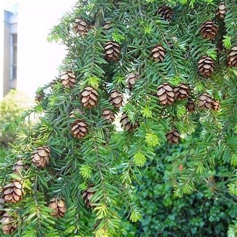 eastern hemlock tree seeds - Haydee Quick