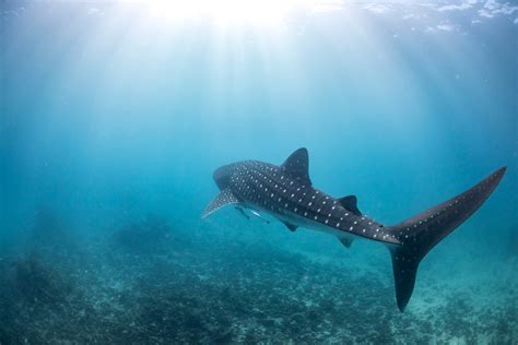 Ningaloo Reef: Ultimate Guide for Divers & Snorkelers