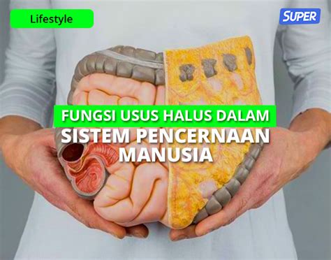 6 Fungsi Usus Halus pada Manusia Beserta Bagian-bagiannya