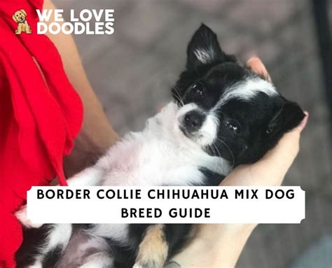 Border Collie Chihuahua Mix Dog Breed Guide! (2024) - We Love Doodles