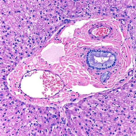 Histology | Microscopic cells, Histology slides, Body tissues