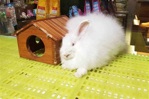 Angora Giant Rabbit: Appearance, Lifespan, Temperament, Care Sheet