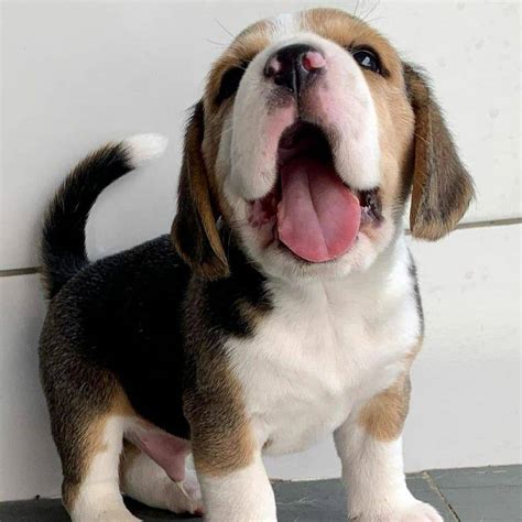 Buy Beagle Puppies for Sale in Delhi, NCR India at Best Prices