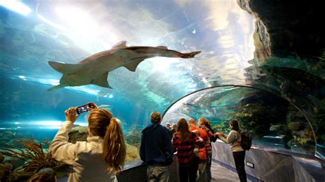 Aquarium Ripley’s Aquarium of the Smokies, US location de vacances: maisons de vacances etc ...