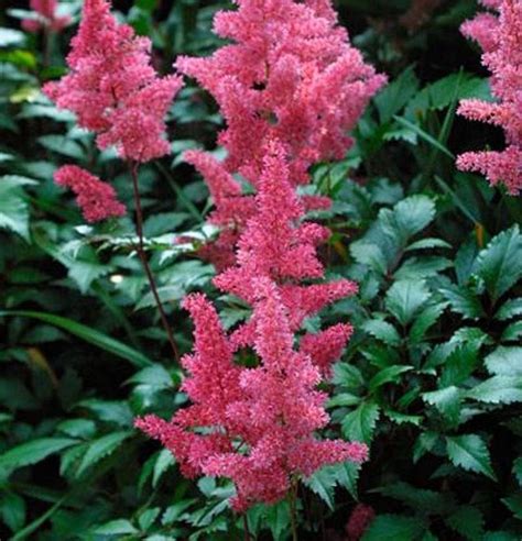 Dwarf Astilbe Pumila Lilac Pink 25 Seeds 10 Inches Deer | Etsy