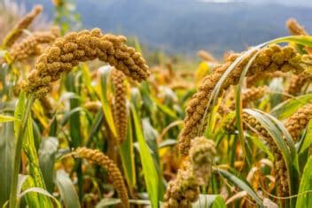 Growing Millet: How to Plant and Care For This Underappreciated Grain