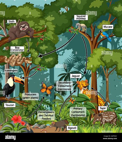 Forest Food Web Examples