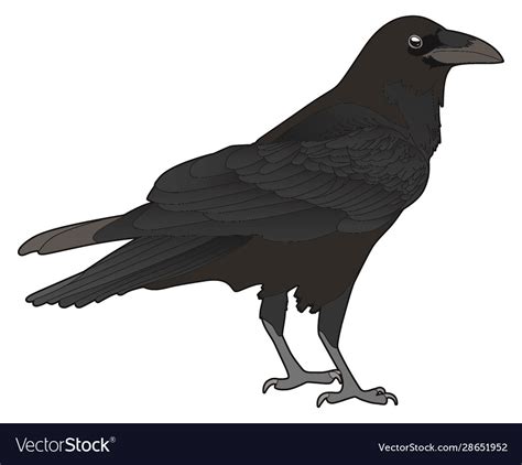 Raven Royalty Free Vector Image - VectorStock