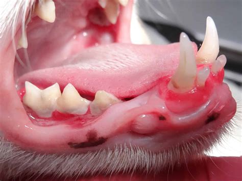 Feline Juvenile Onset Periodontitis