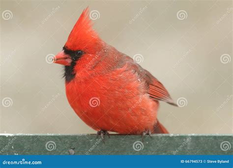 Cardinal on a Feeder stock image. Image of fauna, wild - 66794573