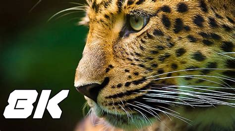 8k video ultra hd Collection of Wildlife Animals for 8k hdr tv | Leopard pictures, Animals ...