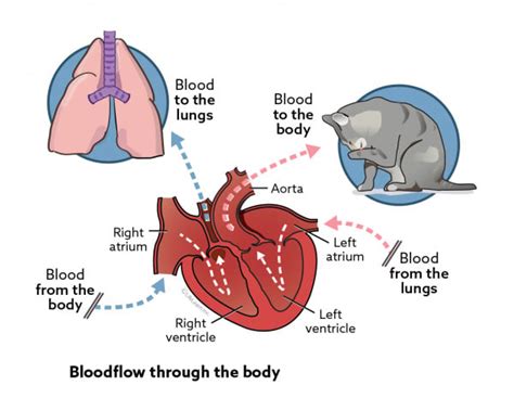 Patent Ductus Arteriosus In The Cat Patent Ductus Arteriosus in Cats | VCA Animal Hospital