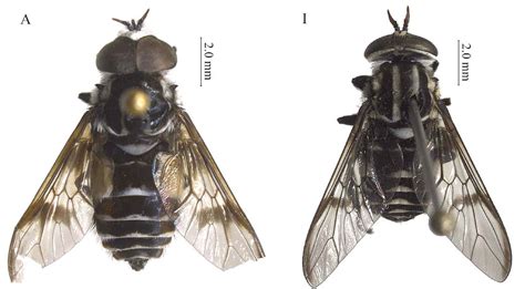 Sciency Thoughts: Males of two species of Horse-fly described for the first time.